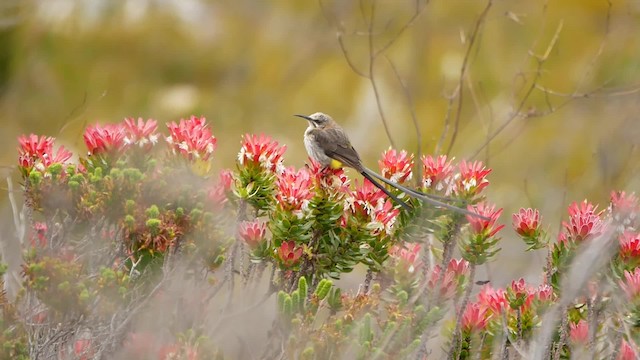 cukernatka kapská - ML200939411