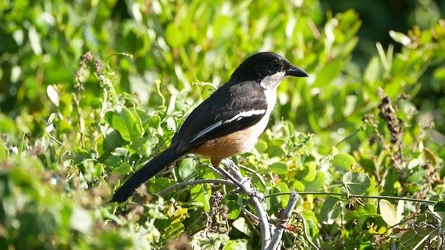 Southern Boubou - ML200939421