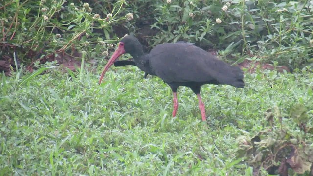 Bare-faced Ibis - ML200939481