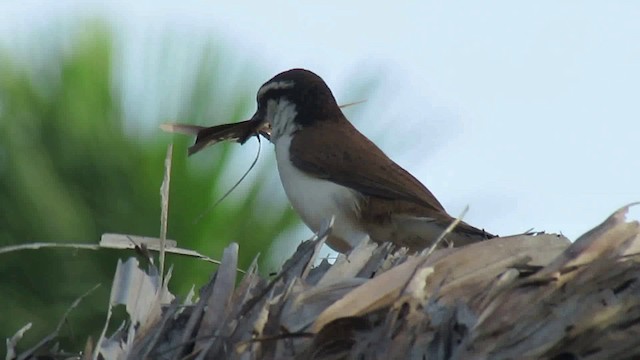 Bicolored Wren - ML200939491