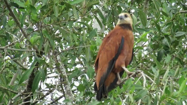 Black-collared Hawk - ML200939501