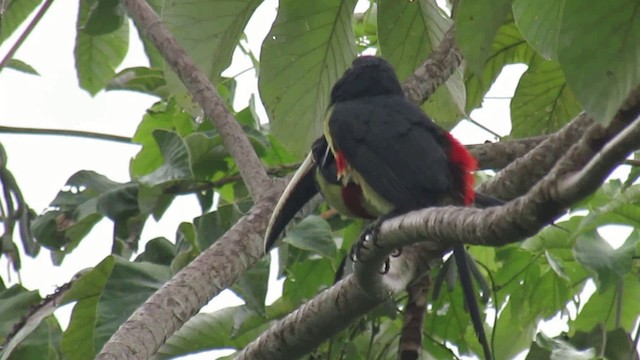 Black-necked Aracari - ML200939531