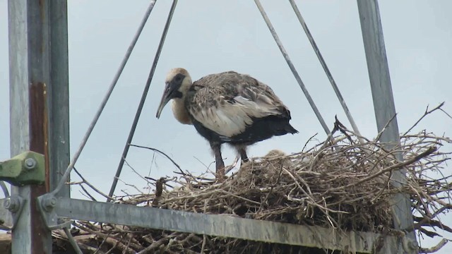 Buff-necked Ibis - ML200939621