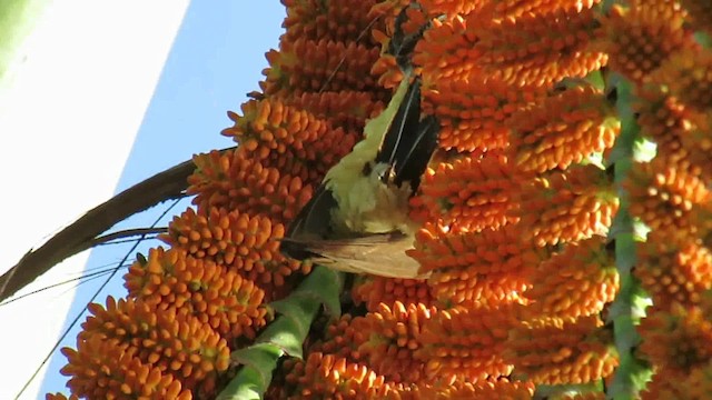 Cream-colored Woodpecker - ML200939681