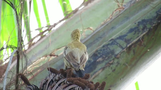 Cream-colored Woodpecker - ML200939691