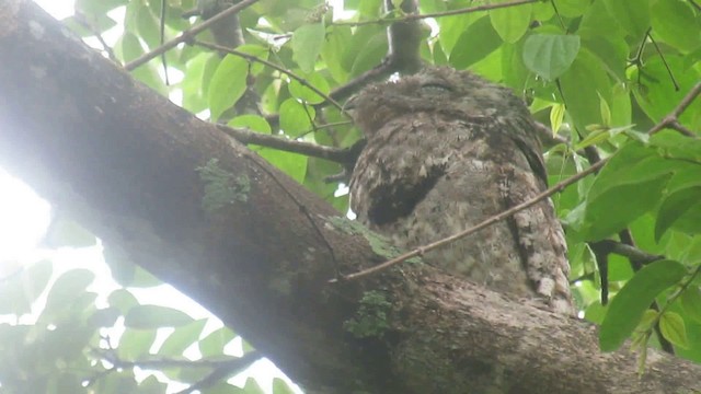 Great Potoo - ML200939771