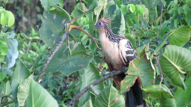 hoatzin - ML200939801