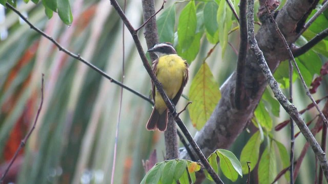 Lesser Kiskadee - ML200939841