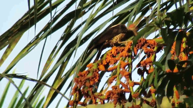 Lineated Woodpecker - ML200939851