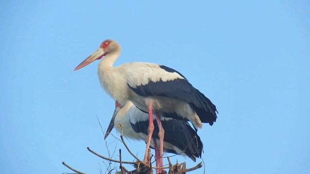 Maguaristorch - ML200939871