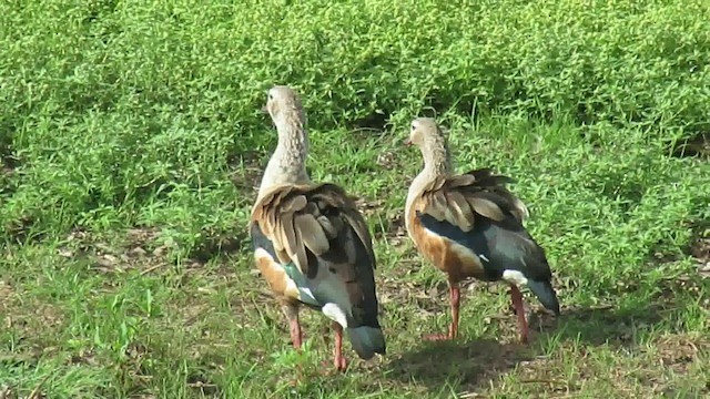 Orinoco Goose - ML200939881