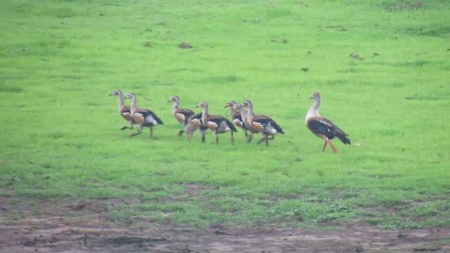 Orinoco Goose - ML200939891