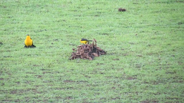 Oriole Blackbird - ML200939911