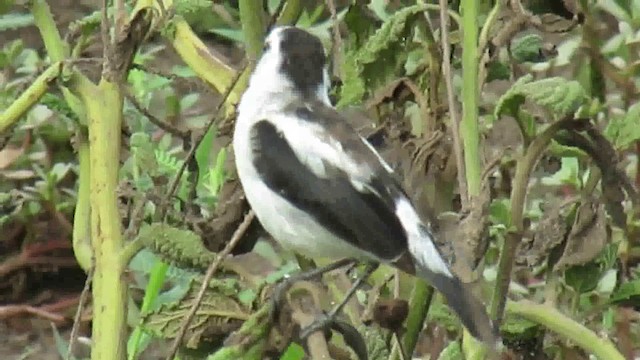 Pied Water-Tyrant - ML200939921