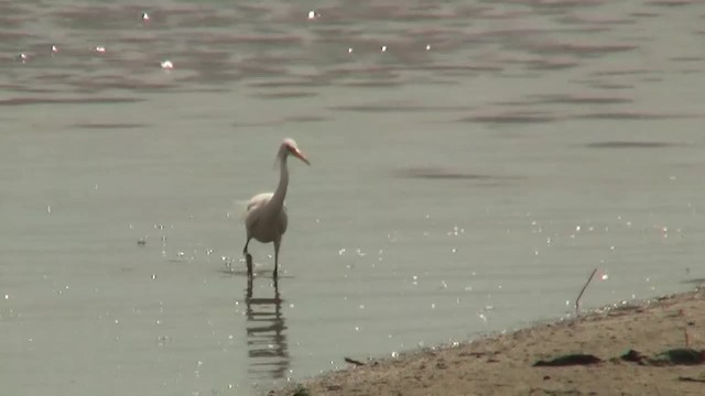 Chinese Egret - ML200939951