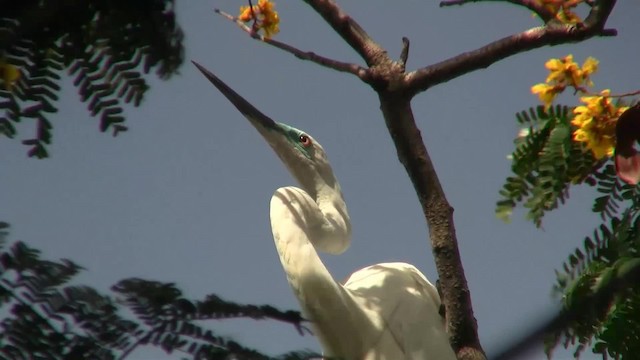 Great Egret (modesta) - ML200939971