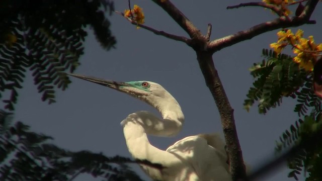 Great Egret (modesta) - ML200939981