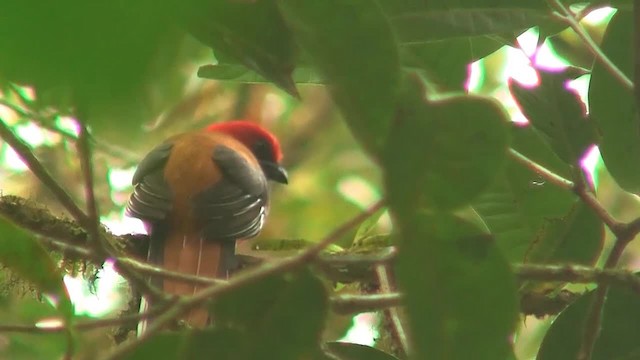 Trogon de Whitehead - ML200940031