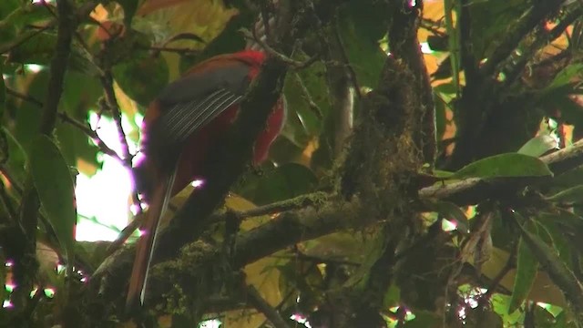 trogon šedoprsý - ML200940041