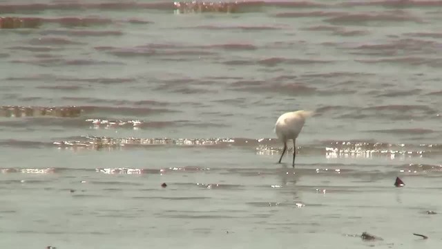 Chinese Egret - ML200940051