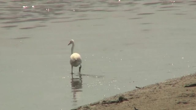 Aigrette de Chine - ML200940061