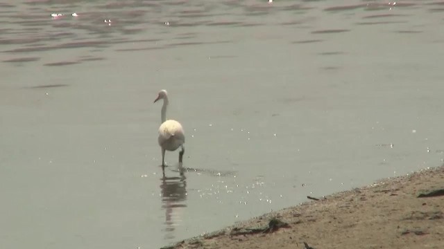 Chinese Egret - ML200940061