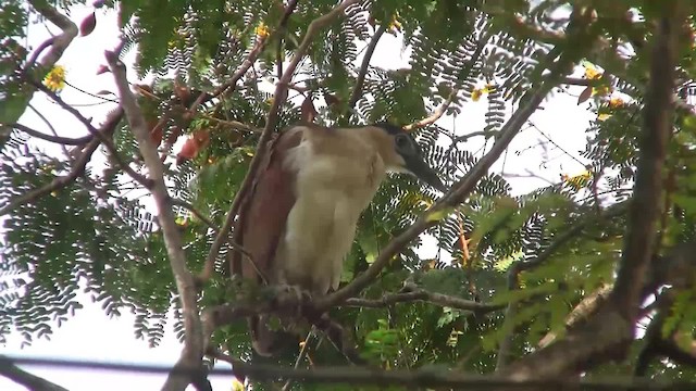 Nankeen Night Heron - ML200940091