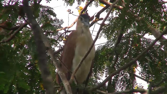 Nankeen Night Heron - ML200940201