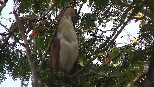 Nankeen Night Heron - ML200940211