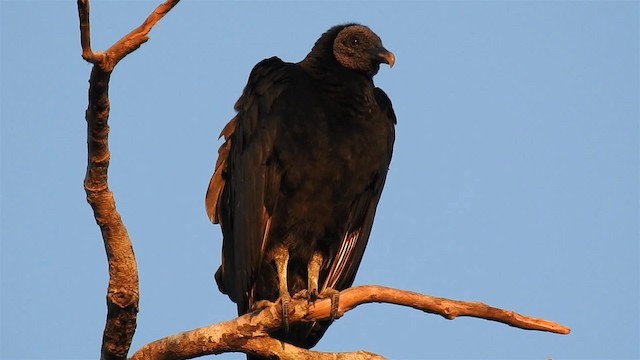 Black Vulture - ML200940221