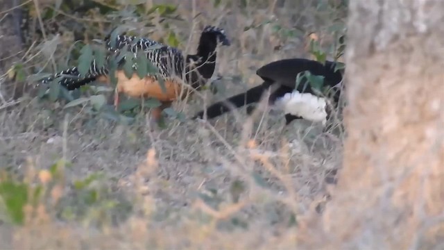 Bare-faced Curassow (Bare-faced) - ML200940241