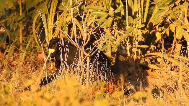 Bare-faced Curassow (Bare-faced) - ML200940251