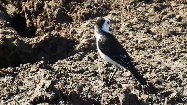 Schwarzrücken-Wassertyrann - ML200940291