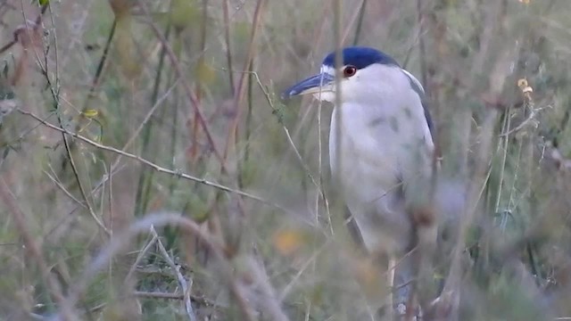 Black-crowned Night Heron (American) - ML200940311