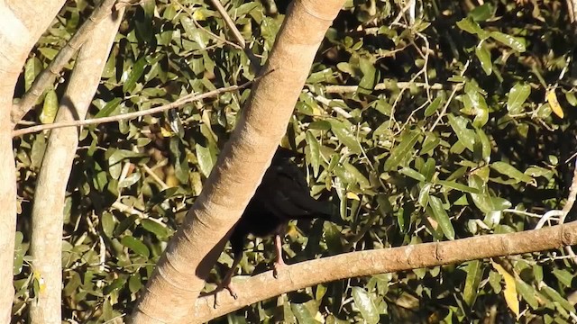 White-throated Piping-Guan - ML200940361