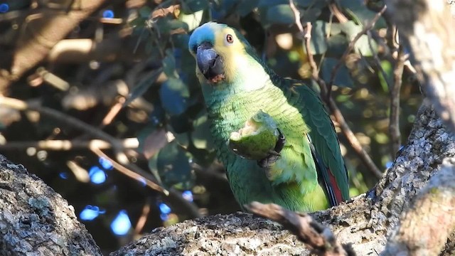 アオボウシインコ - ML200940371