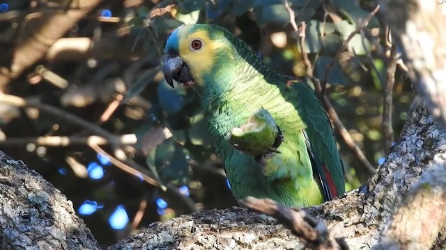 Turquoise-fronted Parrot - ML200940381