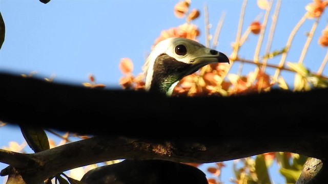 White-throated Piping-Guan - ML200940411