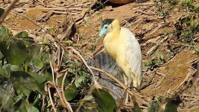 Capped Heron - ML200940451