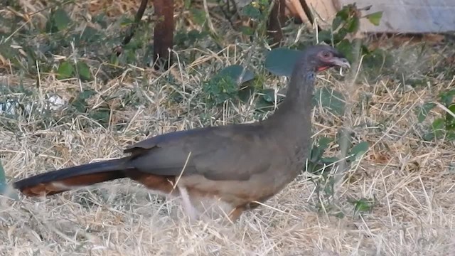 Chestnut-bellied Guan - ML200940491