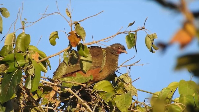 Chestnut-bellied Guan - ML200940501