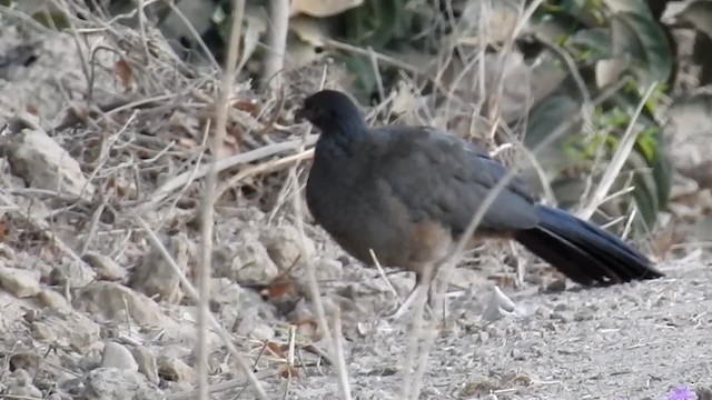 Chestnut-bellied Guan - ML200940531