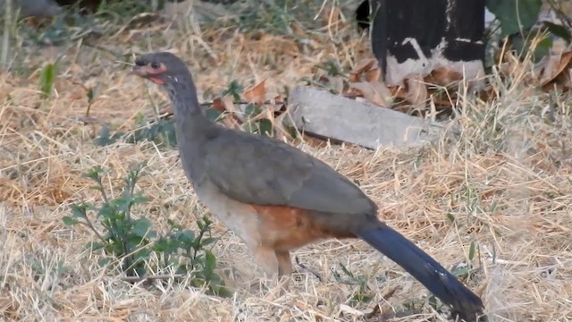 Chestnut-bellied Guan - ML200940541