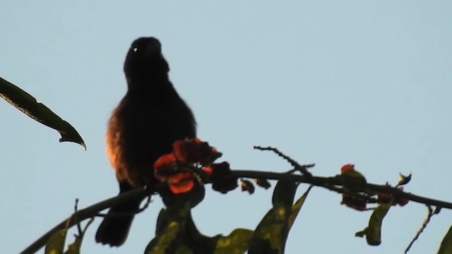 Chestnut-bellied Seed-Finch - ML200940551