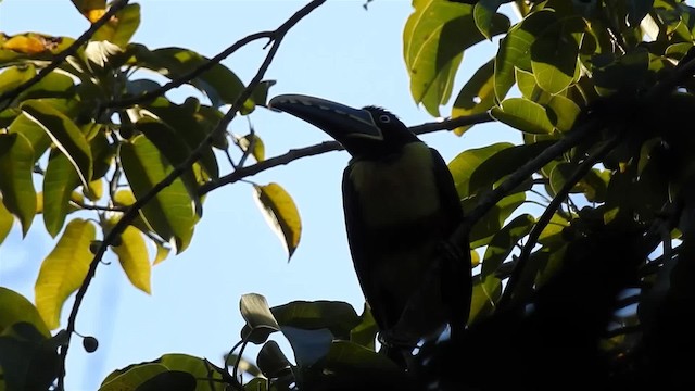 Chestnut-eared Aracari - ML200940561