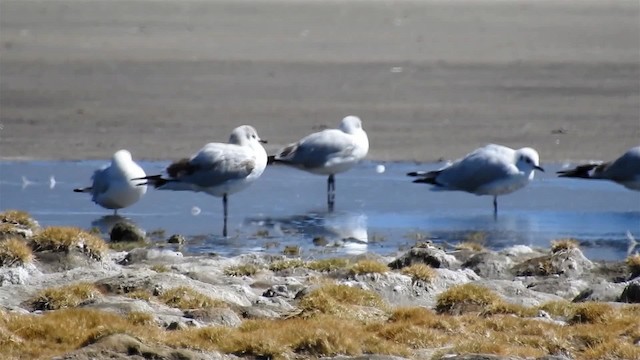 Andean Gull - ML200940731