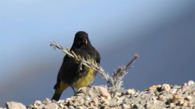 Black Siskin - ML200940781