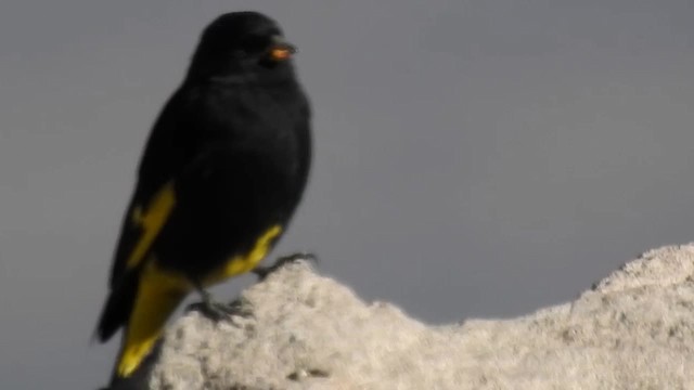 Black Siskin - ML200940791