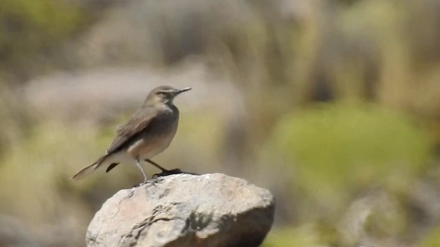 Black-billed Shrike-Tyrant - ML200940801