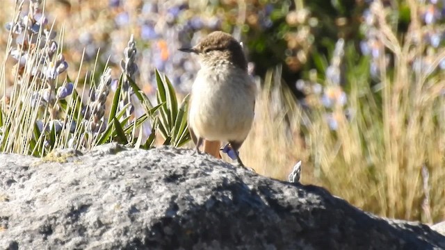 Cordilleran Canastero - ML200940911